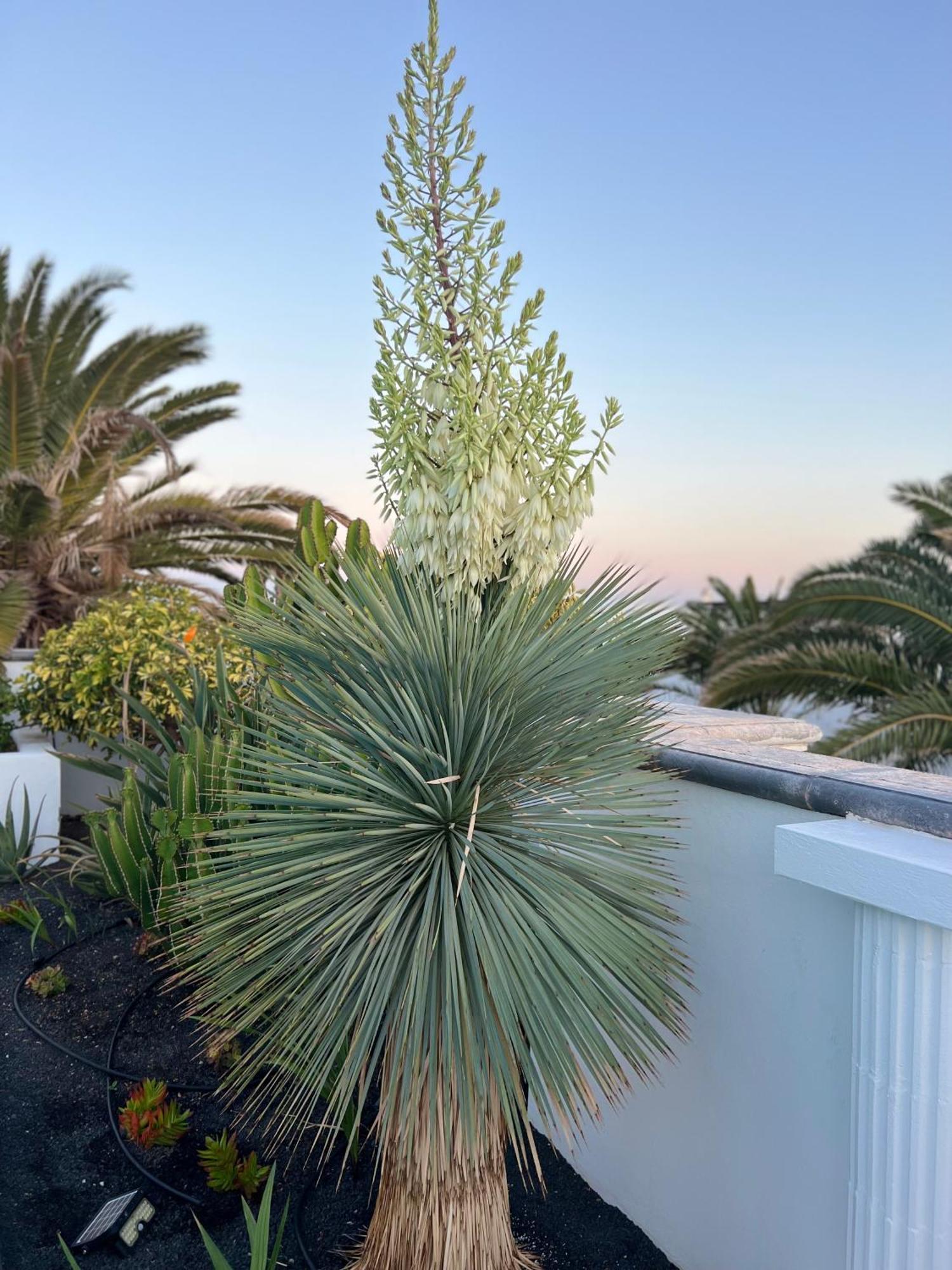 Oasis De Lujo - Luxury Boutique Villa Costa Teguise Exteriér fotografie